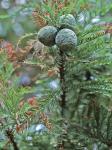 Taxodium distichum (L.) Richard