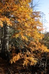 Taxodium distichum (L.) Richard
