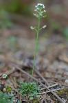 Teesdalia nudicaulis (L.) W.T. Ait.