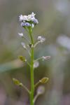 Teesdalia nudicaulis (L.) W.T. Ait.