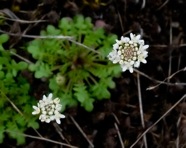 Teesdalia nudicaulis (L.) W.T. Ait.
