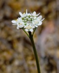 Teesdalia nudicaulis (L.) W.T. Ait.