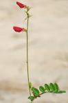 Tephrosia spicata (Walt.) Torr. & Gray