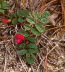 Tephrosia spicata (Walt.) Torr. & Gray