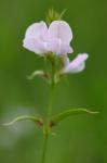 Tephrosia spicata (Walt.) Torr. & Gray