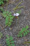 Tephrosia spicata (Walt.) Torr. & Gray