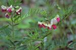Tephrosia virginiana (L.) Pers.