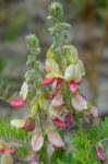Tephrosia virginiana (L.) Pers.