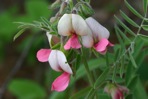 Tephrosia virginiana (L.) Pers.