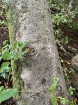 Tetradium daniellii (Benn.) T.G. Hartley