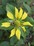 Tetragonotheca helianthoides L.