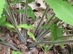 Tetragonotheca helianthoides L.