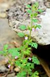 Teucrium botrys L.