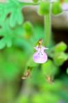 Teucrium botrys L.