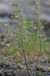 Teucrium botrys L.