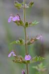 Teucrium botrys L.