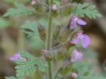 Teucrium botrys L.
