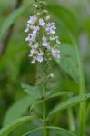 Teucrium canadense L. var. canadense