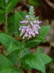 Teucrium canadense L. var. canadense