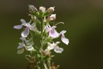 Teucrium canadense L. var. canadense