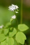 Thalictrum clavatum DC.