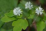 Thalictrum clavatum DC.