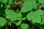 Thalictrum clavatum DC.