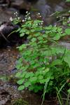 Thalictrum clavatum DC.