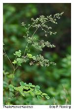Thalictrum coriaceum (Britt.) Small