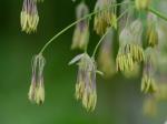 Thalictrum coriaceum (Britt.) Small
