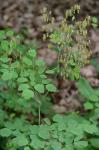 Thalictrum coriaceum (Britt.) Small