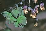 Thalictrum dioicum L.