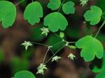 Thalictrum dioicum L.