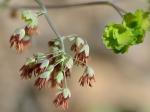 Thalictrum dioicum L.