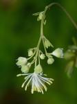 Thalictrum macrostylum Small & Heller