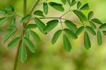 Thalictrum macrostylum Small & Heller