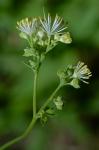 Thalictrum macrostylum Small & Heller
