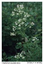 Thalictrum pubescens Pursh