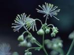 Thalictrum pubescens Pursh