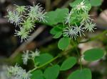 Thalictrum pubescens Pursh