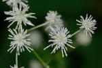 Thalictrum pubescens Pursh