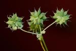 Thalictrum pubescens Pursh