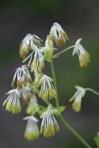 Thalictrum amphibolum Greene