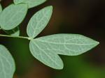 Thalictrum amphibolum Greene
