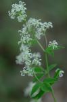 Thalictrum amphibolum Greene
