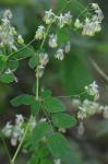 Thalictrum amphibolum Greene