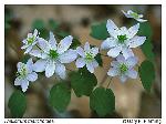 Thalictrum thalictroides (L.) Eames & Boivin