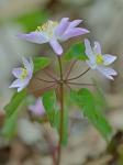 Thalictrum thalictroides (L.) Eames & Boivin