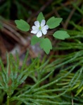 Thalictrum thalictroides (L.) Eames & Boivin