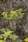 Thaspium barbinode (Michx.) Nutt.